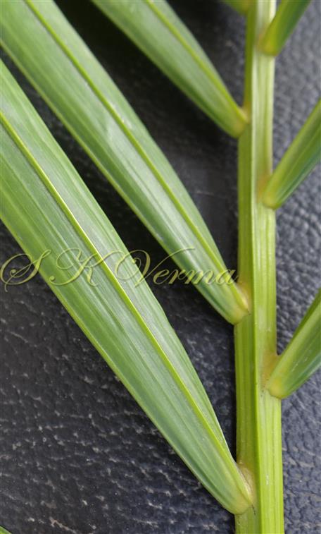  Leaf-Adaxial surface
